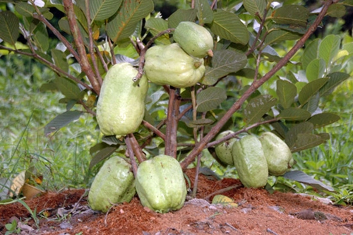 Top 9 loại cây ăn quả dễ trồng ở sân vườn nhà phố - 11