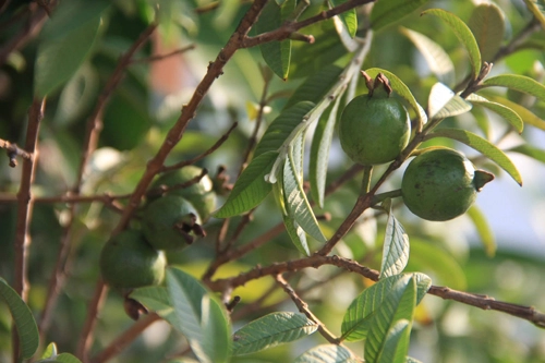 Top 9 loại cây ăn quả dễ trồng ở sân vườn nhà phố - 12
