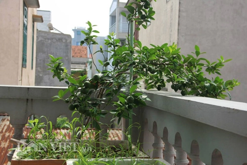 Top 9 loại cây ăn quả dễ trồng ở sân vườn nhà phố - 13