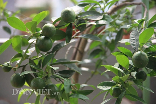 Top 9 loại cây ăn quả dễ trồng ở sân vườn nhà phố - 14