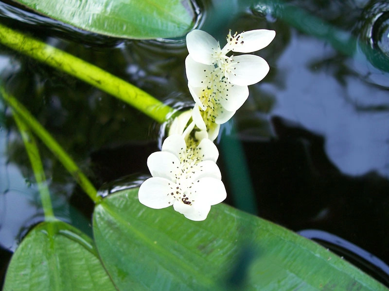 Top loài hoa tuyệt đẹp nở rộ trong chậu nước tại nhà - 3