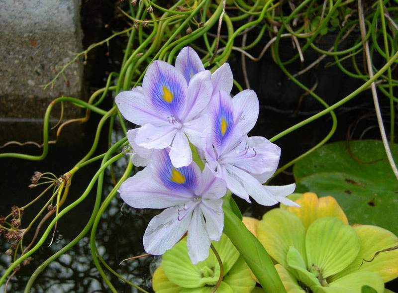 Top loài hoa tuyệt đẹp nở rộ trong chậu nước tại nhà - 4
