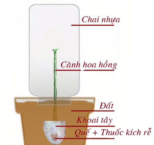 Tuyệt chiêu trồng hồng bằng khoai tây lên hoa rực rỡ - 9