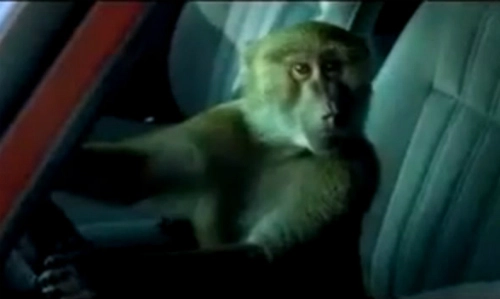  khỉ giả chết cướp xe hơi - 1