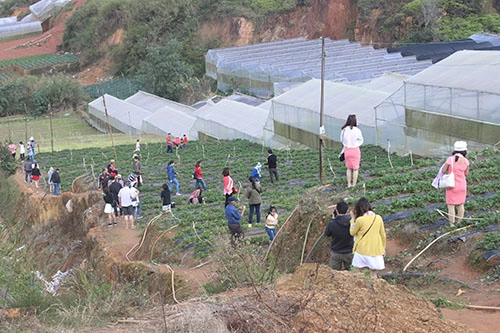 Khách đi chơi ngoại thành đà lạt tăng đột biến - 2