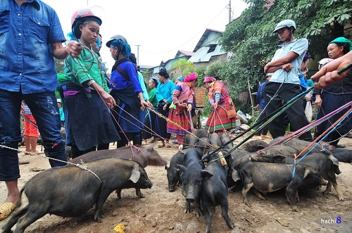 Lợn cắp nách món ngon vùng cao - 1