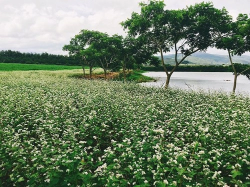 Những nơi chụp ảnh siêu đẹp ở đà lạt trong mv của quang vinh - 9