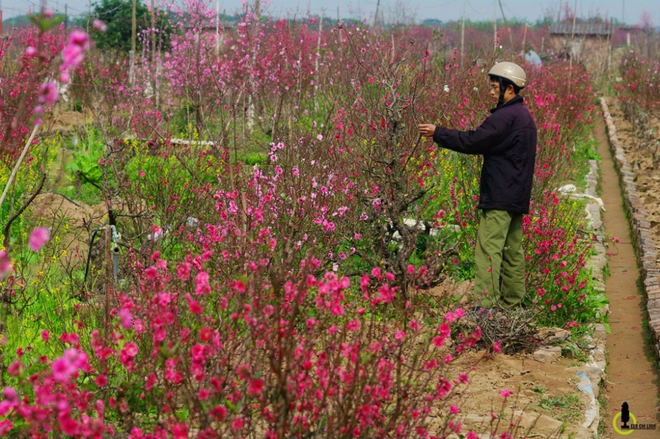 5 điểm đến lý tưởng để ngắm hoa đào hoa mận - 7