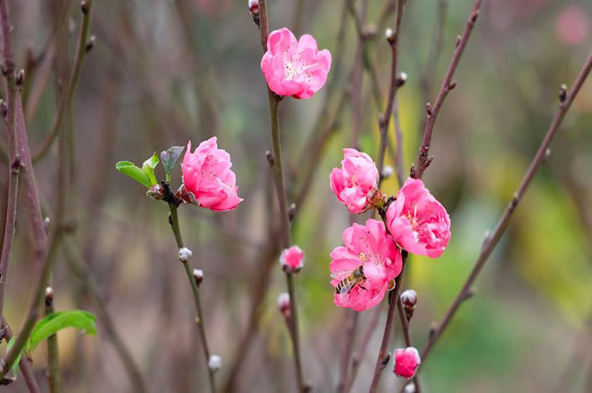 5 điểm đến lý tưởng để ngắm hoa đào hoa mận - 8