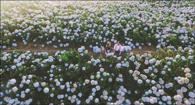 Cánh đồng hoa cẩm tú cầu đẹp như tranh vẽ ở ngoại ô đà lạt - 1