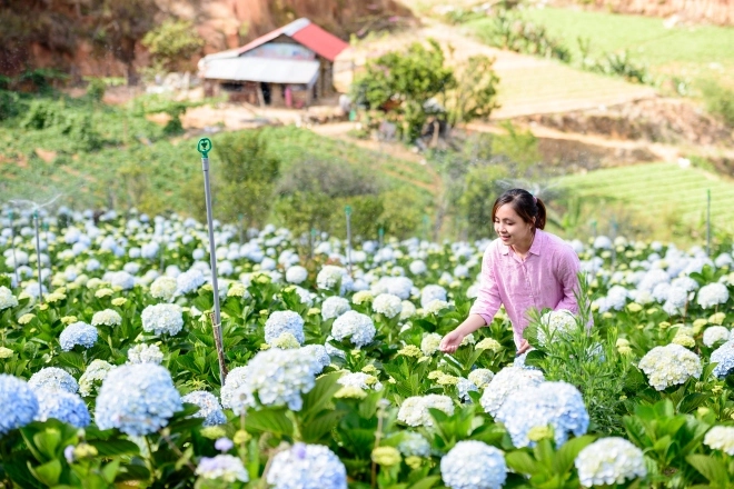 Cánh đồng hoa cẩm tú cầu đẹp như tranh vẽ ở ngoại ô đà lạt - 2