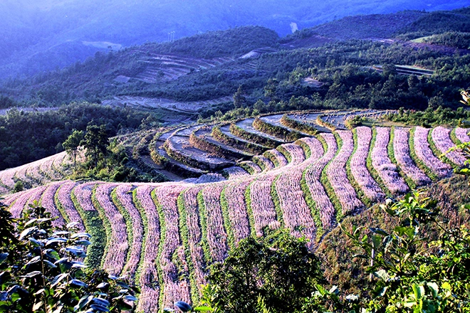 Cao nguyên hà giang mùa này đá đã nở hoa - 1