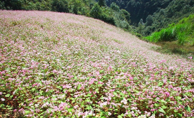 Cao nguyên hà giang mùa này đá đã nở hoa - 2