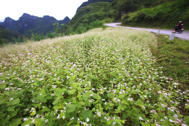 Cao nguyên hà giang mùa này đá đã nở hoa - 7