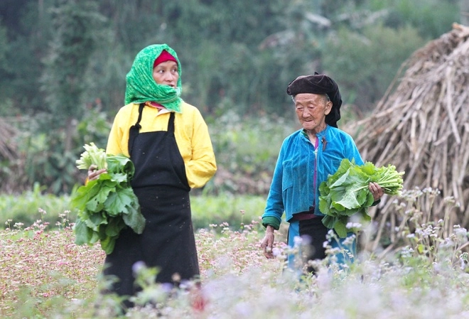 Cao nguyên hà giang mùa này đá đã nở hoa - 10