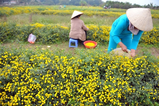 Cúc tiến vua vàng rực ở hưng yên dịp giáp tết - 4