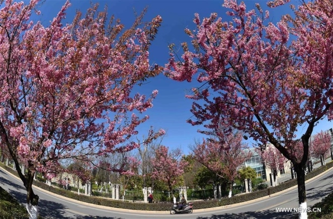 Hoa anh đào nở hồng rực trên đường phố trung quốc - 6
