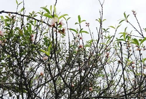 Hoa đào mộc châu khoe sắc giữa mùa thu - 3
