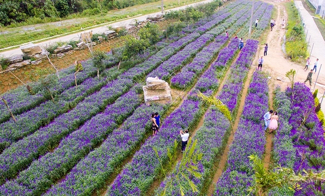 Hoa nở tím trên cao nguyên lào cai - 1