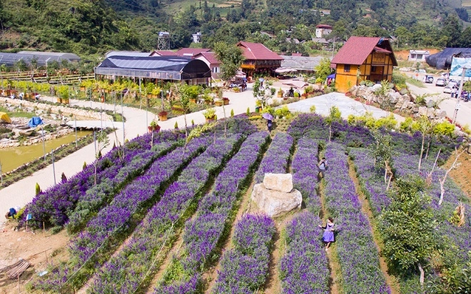 Hoa nở tím trên cao nguyên lào cai - 2