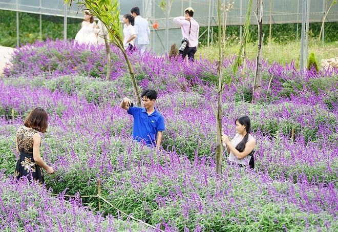 Hoa nở tím trên cao nguyên lào cai - 4