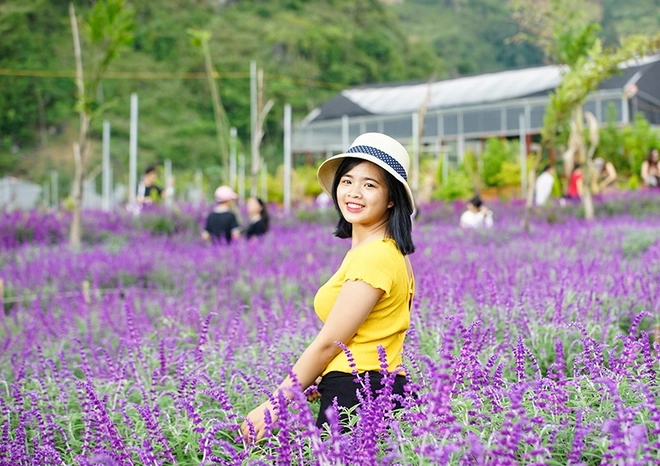 Hoa nở tím trên cao nguyên lào cai - 5