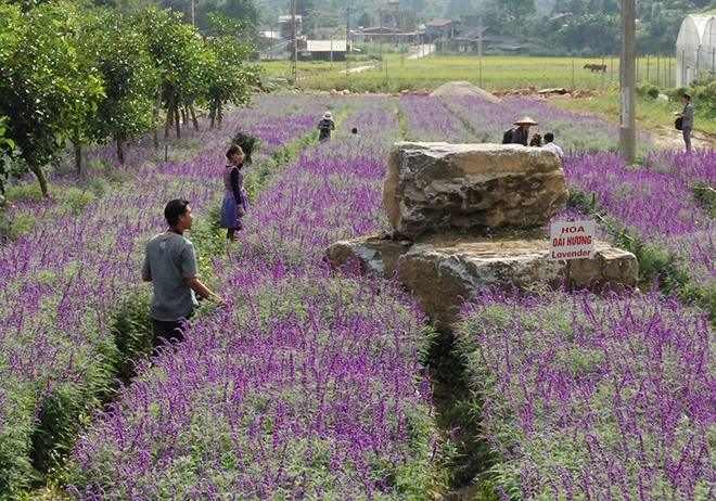 Hoa nở tím trên cao nguyên lào cai - 7