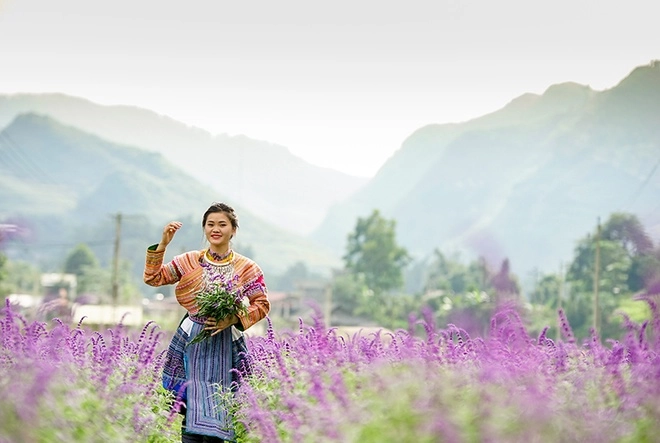 Hoa nở tím trên cao nguyên lào cai - 9