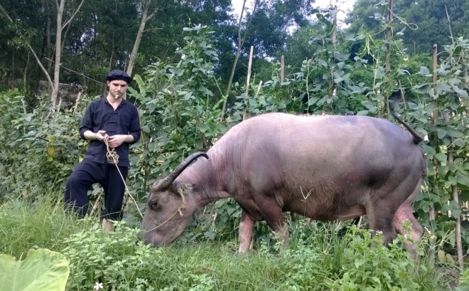 Khách tây chăn trâu bắt cá ở làng quê thái nguyên - 4