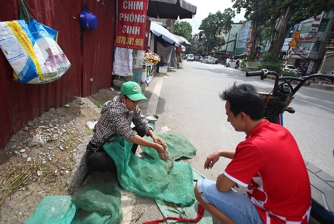 Mùa bắt châu chấu ở ngoại thành hà nội - 9