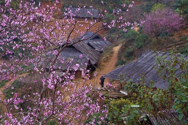 Tà xùa đẹp bình yên trong sắc đào nở muộn - 1