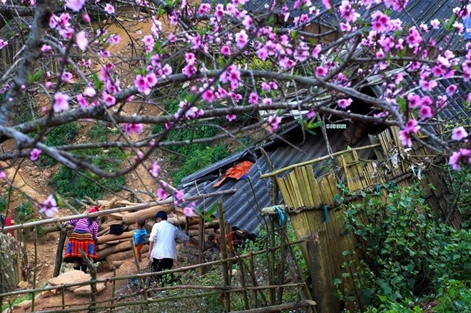 Tà xùa đẹp bình yên trong sắc đào nở muộn - 5