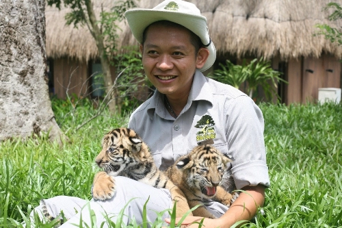 Vinpearl safari đón thêm 4 chú hổ quý bengal - 4