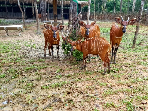 Vinpearl safari đón thêm 4 chú hổ quý bengal - 6