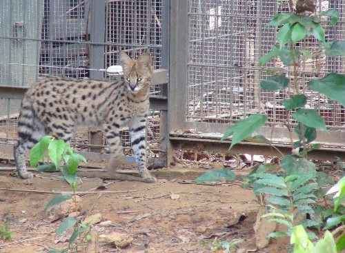 Vinpearl safari đón thêm 4 chú hổ quý bengal - 7