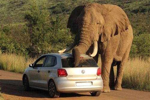  voi chặn ôtô để gãi ngứa - 1