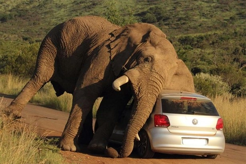  voi chặn ôtô để gãi ngứa - 2