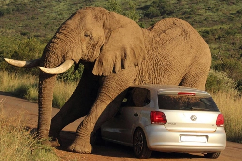  voi chặn ôtô để gãi ngứa - 3