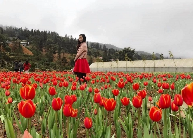 Vườn hoa tulip đẹp như châu âu ở lào cai - 1