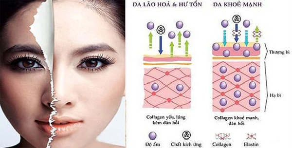 Chăm sóc da chuyên sâu với collagen tinh khiết chiết xuất từ cá - 1