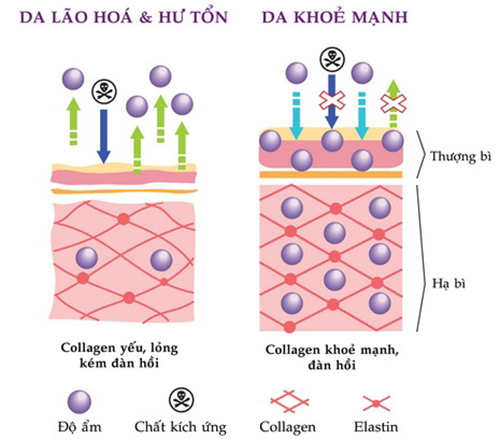 Collagen chất sống và tuổi thanh xuân của làn da - 1