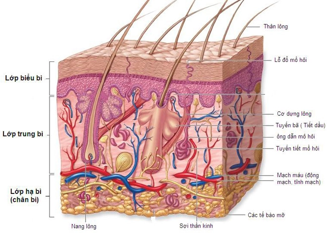 Collagen nhiều cường điệu nhưng lại ít bằng chứng - 1