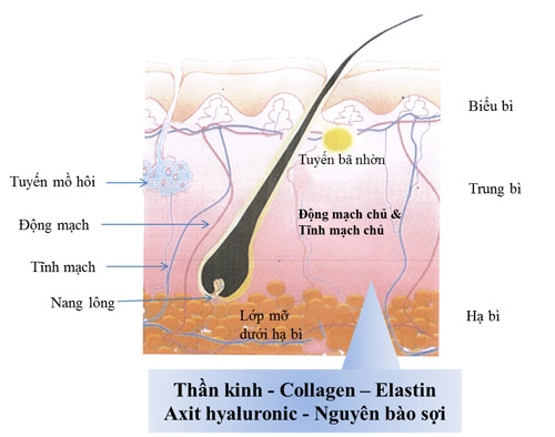 Tại sao placenta ưu việt hơn collagen trong việc chăm sóc da - 1