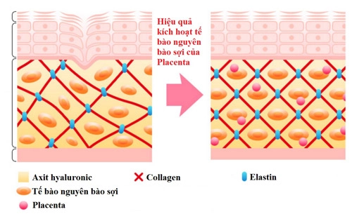 Tại sao placenta ưu việt hơn collagen trong việc chăm sóc da - 2