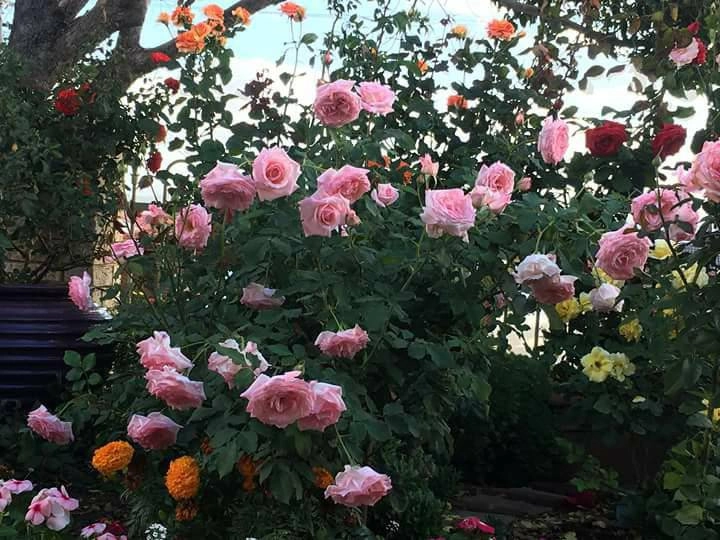 4 bước cực đơn giản chăm sóc hoa hồng ngày nóng 40 độ của mẹ việt tại úc - 2
