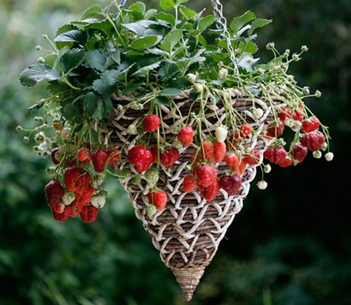 7 loại trái cây và rau mà nông dân phố có thể trồng trong giỏ treo - 2