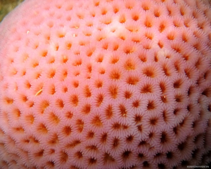 Bạn biết gì về hội chứng sợ lỗ - trypophobia - 1