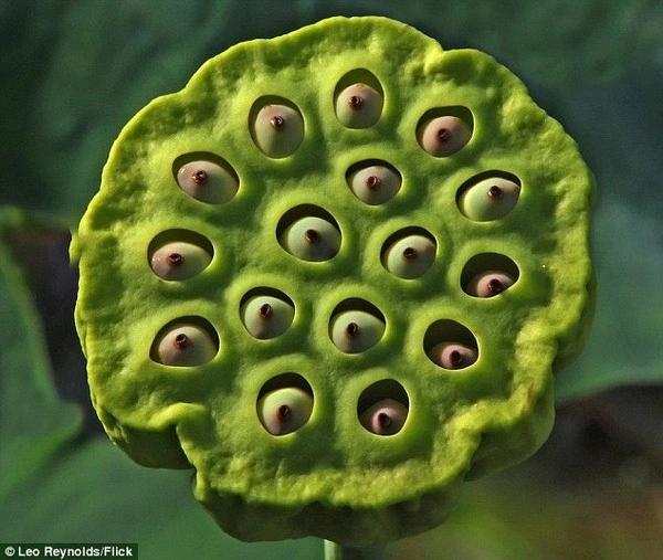 Bạn biết gì về hội chứng sợ lỗ - trypophobia - 4