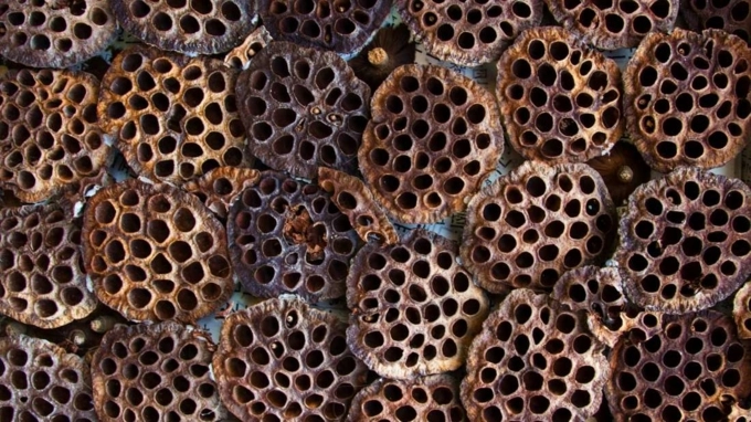 Bạn biết gì về hội chứng sợ lỗ - trypophobia - 7