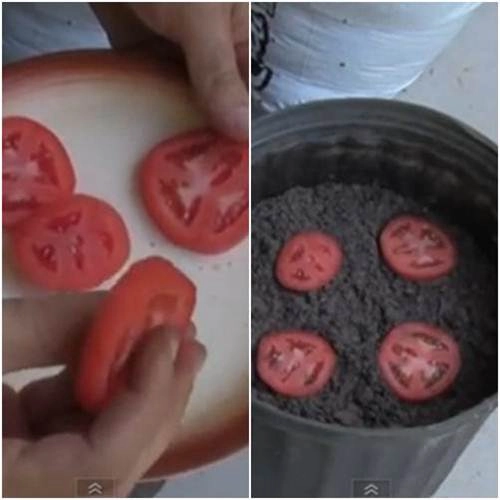 Cách trồng rau sạch trong thùng xốp chậu kiểu lười dành cho các chị em - 2